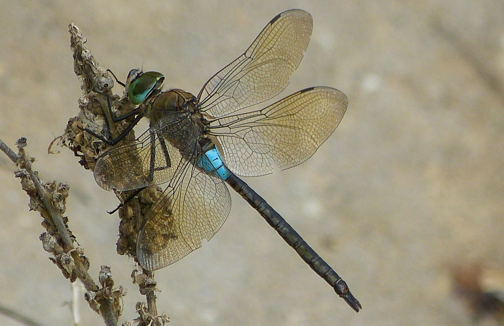 Anax parthenope - barna óriásacsa
