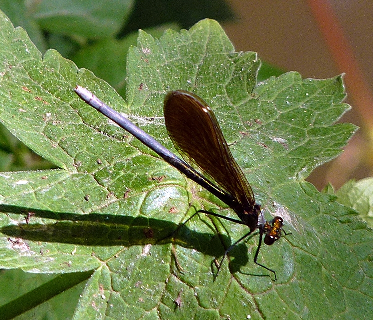 Calopteryx virgo - kisasszony-szitakötő