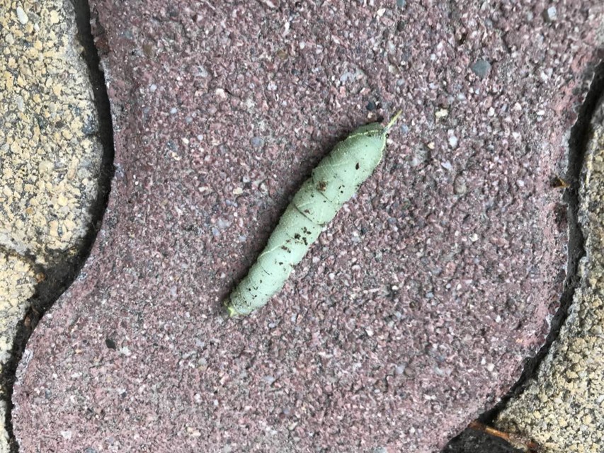 Smerinthus ocellatus - esti pávaszem