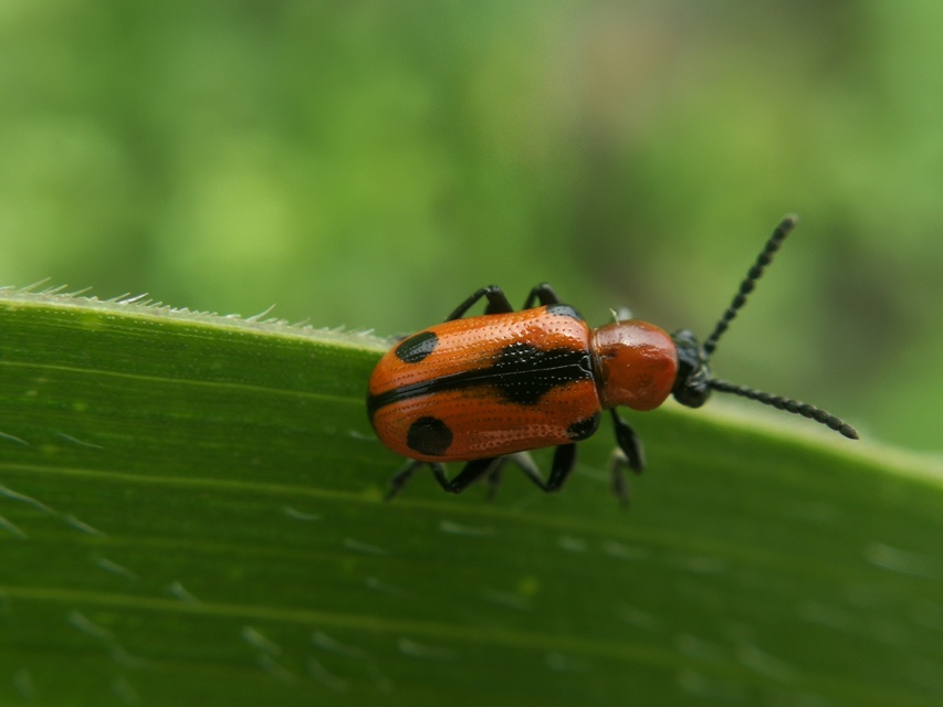 Crioceris quinquepunctata - ötpontos spárgabogár