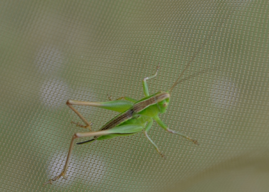 Bicolorana bicolor - halványzöld rétiszöcske