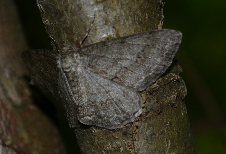 Ectropis crepuscularia - avararaszoló