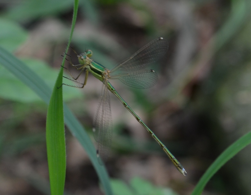 Lestes barbarus - foltosszárnyjegyű rablószitakötő