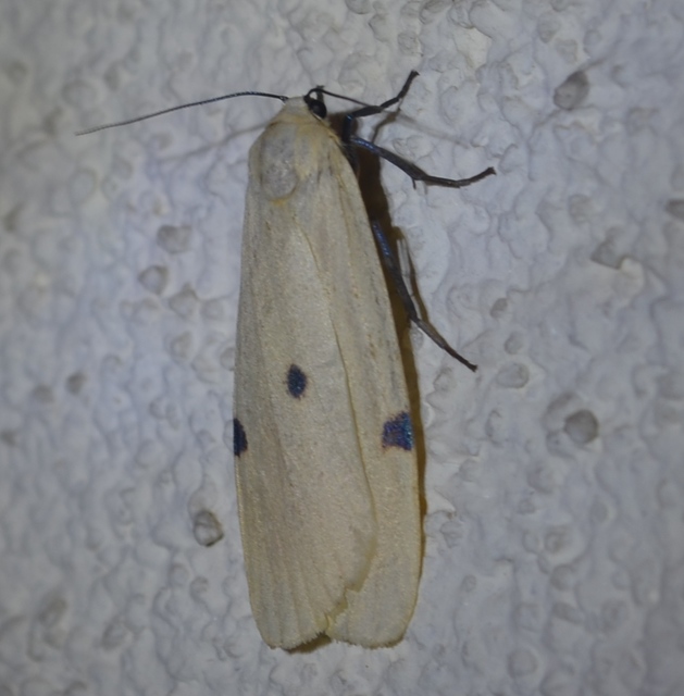 Lithosia quadra - négypettyes zuzmószövő