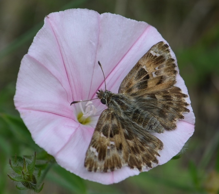 Carcharodus alceae - mályva-busalepke