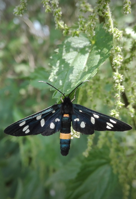 Amata phegea - fehérpettyes álcsüngőlepke