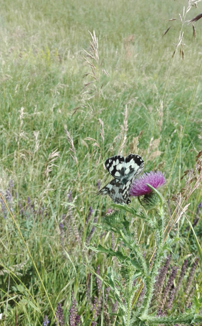 Melanargia galathea - sakktáblalepke