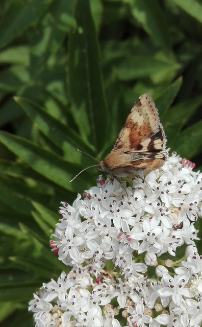 Heliothis adaucta - somkóróbagoly