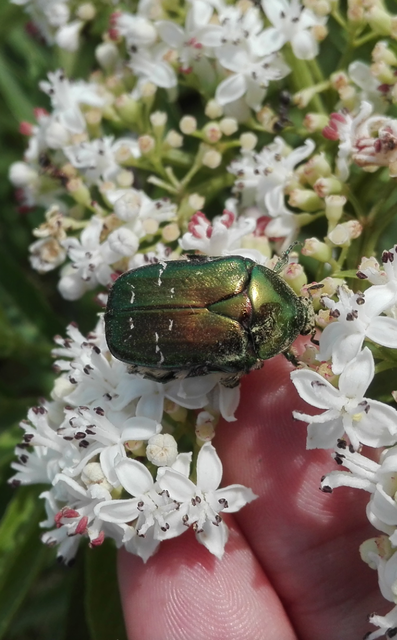 Cetonia aurata - aranyos virágbogár