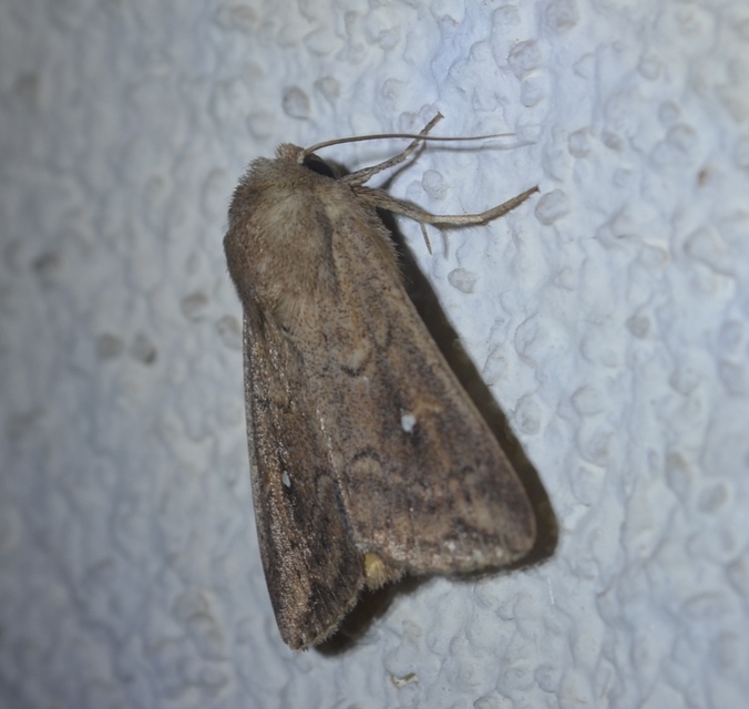 Mythimna albipuncta - fehérpettyes rétibagoly