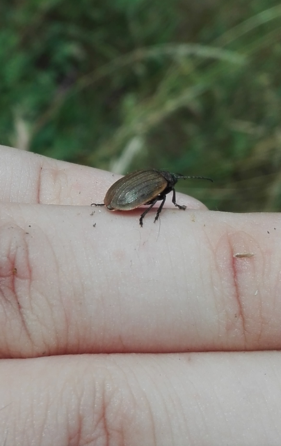 Galeruca pomonae - barna olajosbogár