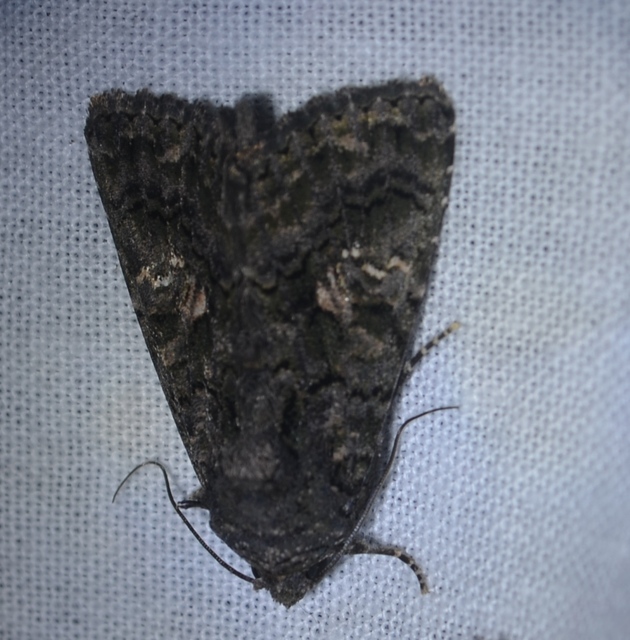 Anophia leucomelas - déli folyófűbagoly
