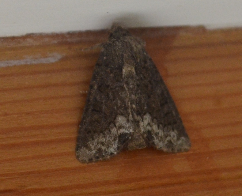 Oligia strigilis - kormos dudvabagoly