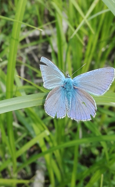 Polyommatus icarus - közönséges boglárka