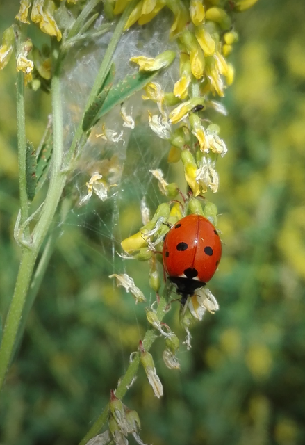 Coccinella septempunctata - hétpettyes katica