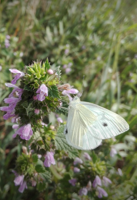 Pieris rapae - répalepke