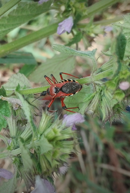 Rhynocoris iracundus - közönséges gyilkospoloska