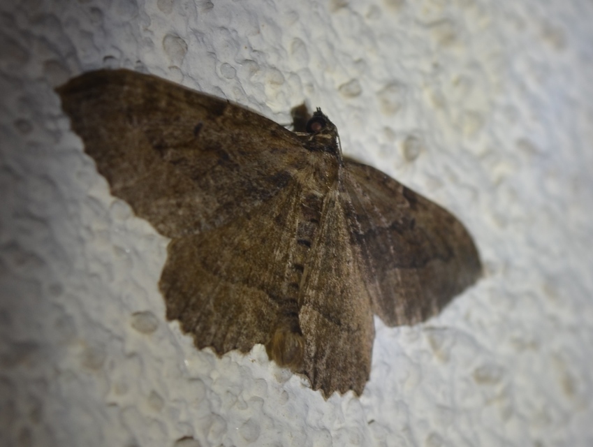 Philereme transversata - varjútövis-araszoló