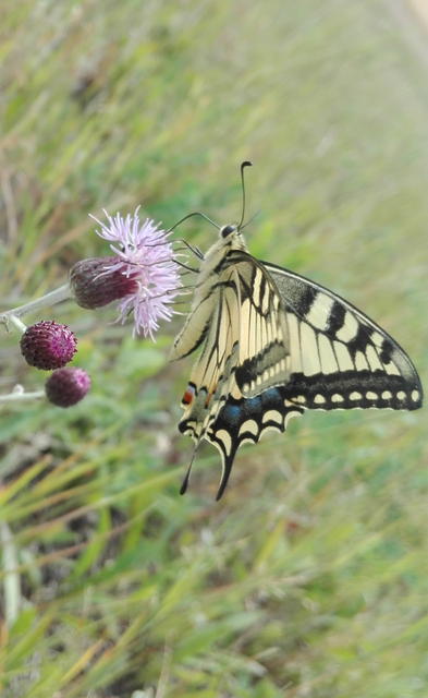 Papilio machaon - fecskefarkú lepke