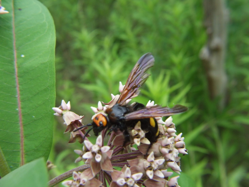 Megascolia maculata - óriás-tőrösdarázs