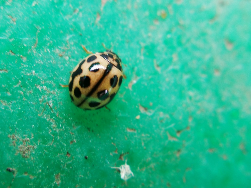 Tytthaspis sedecimpunctata - tizenhatpettyes katica