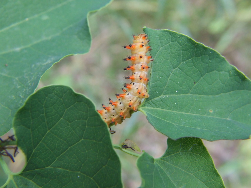 Zerynthia polyxena - farkasalmalepke