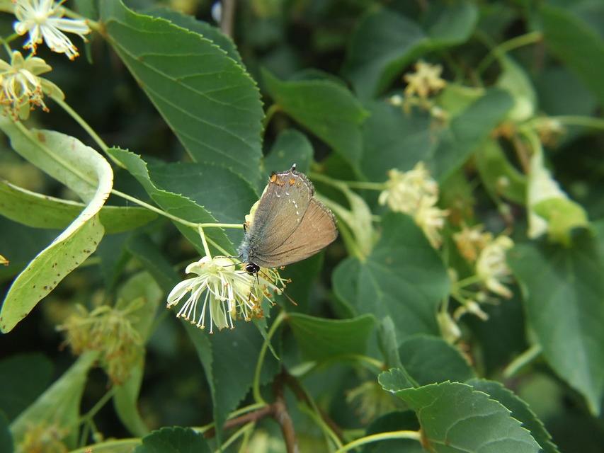 Satyrium ilicis - tölgyfa-csücsköslepke