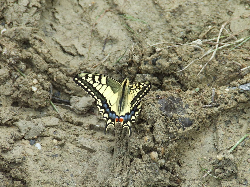 Papilio machaon - fecskefarkú lepke