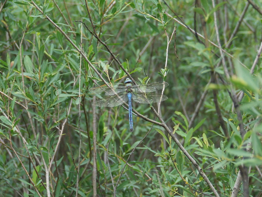 Anax imperator - zöld óriásacsa