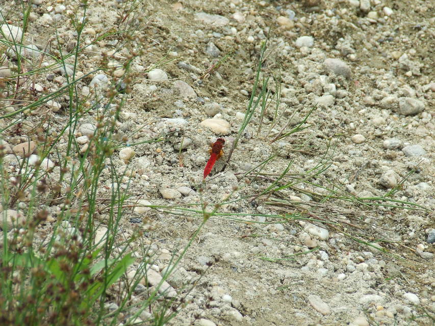 Crocothemis erythraea - skarlát szitakötő