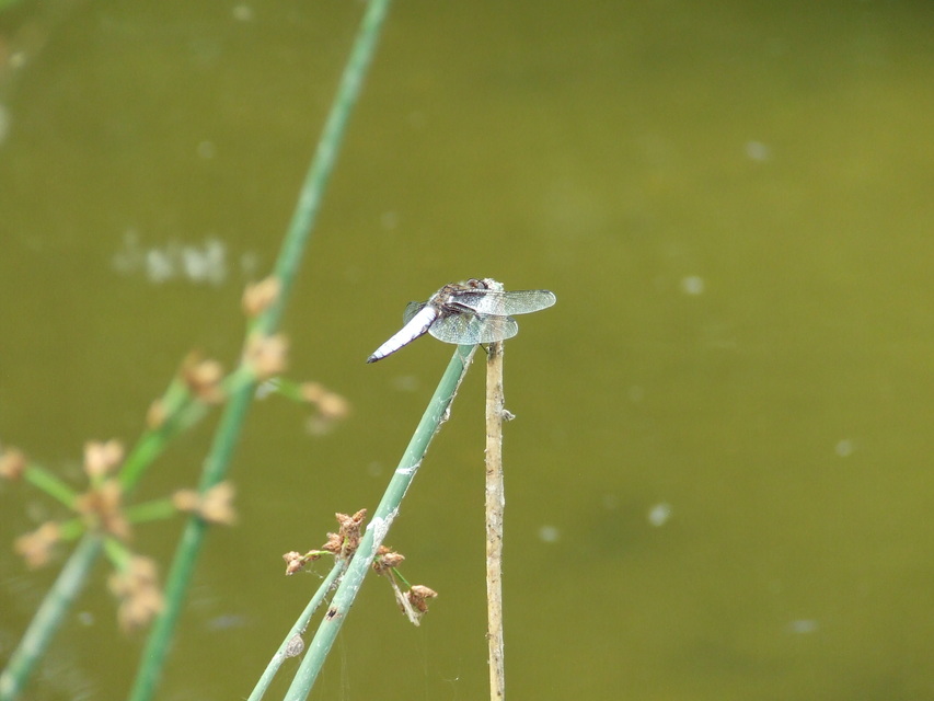 Libellula depressa - széles laposacsa