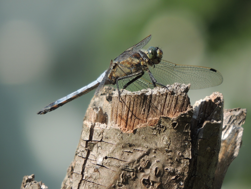 Orthetrum cancellatum - feketefarkú pásztorszitakötő