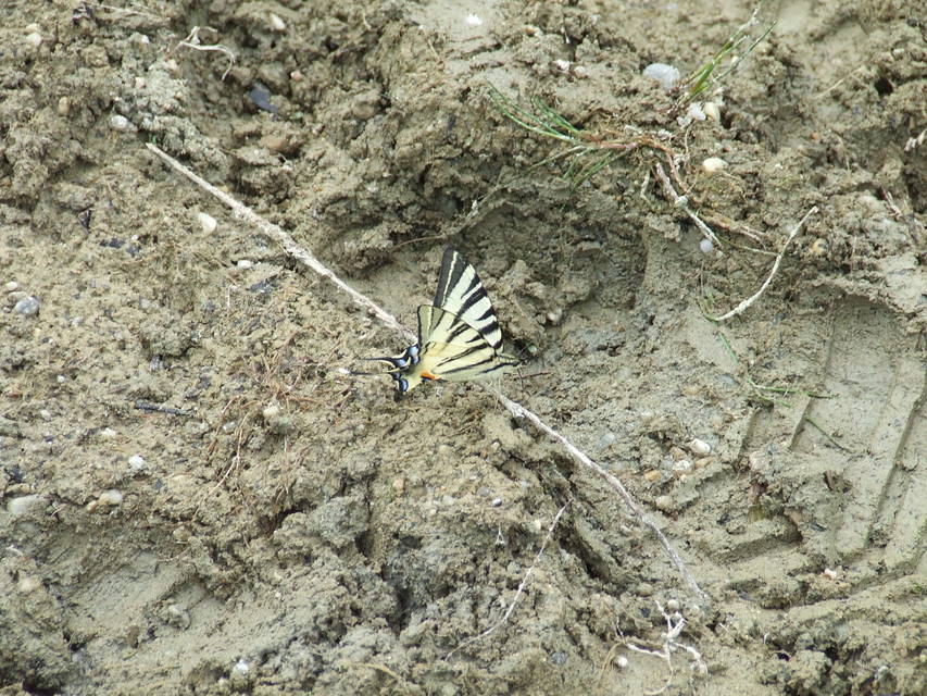 Iphiclides podalirius - kardoslepke