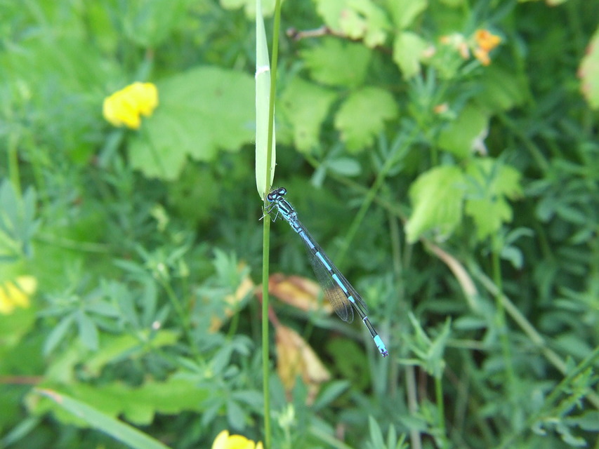 Coenagrion puella - azúrkék légivadász
