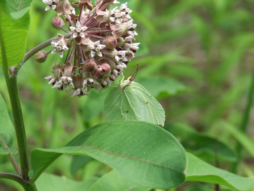 Gonepteryx rhamni - citromlepke