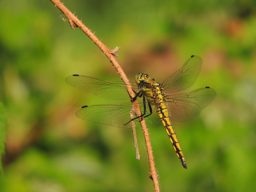Orthetrum cancellatum - feketefarkú pásztorszitakötő