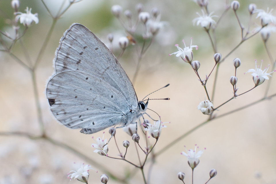 Celastrina argiolus - bengeboglárka