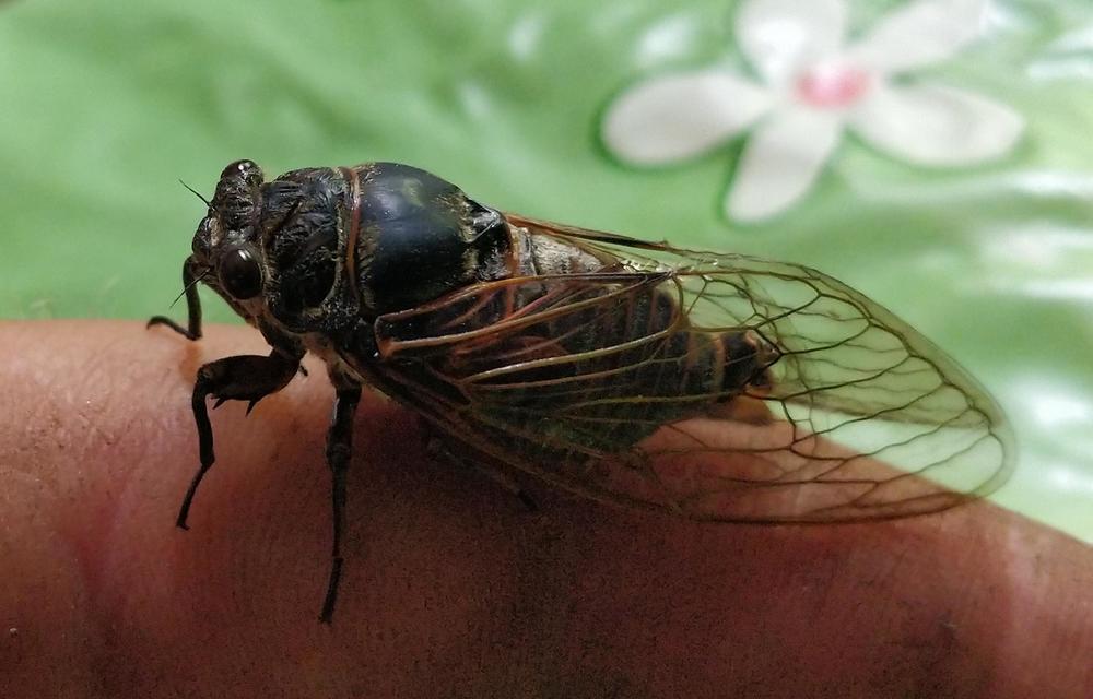Tibicina haematodes - óriás-énekeskabóca