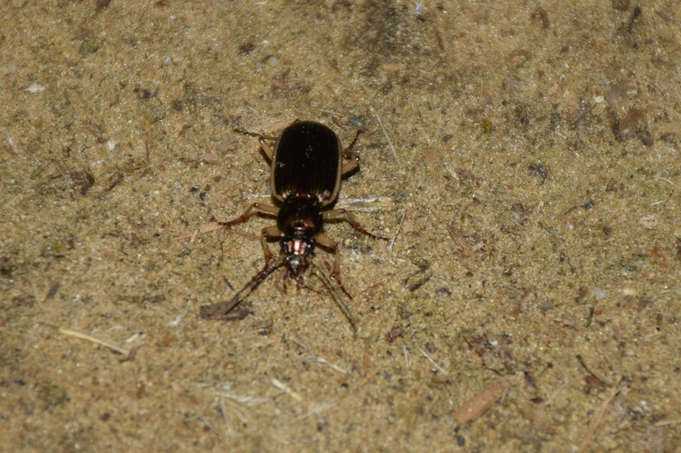 Chlaenius spoliatus - csupasz bűzfutó