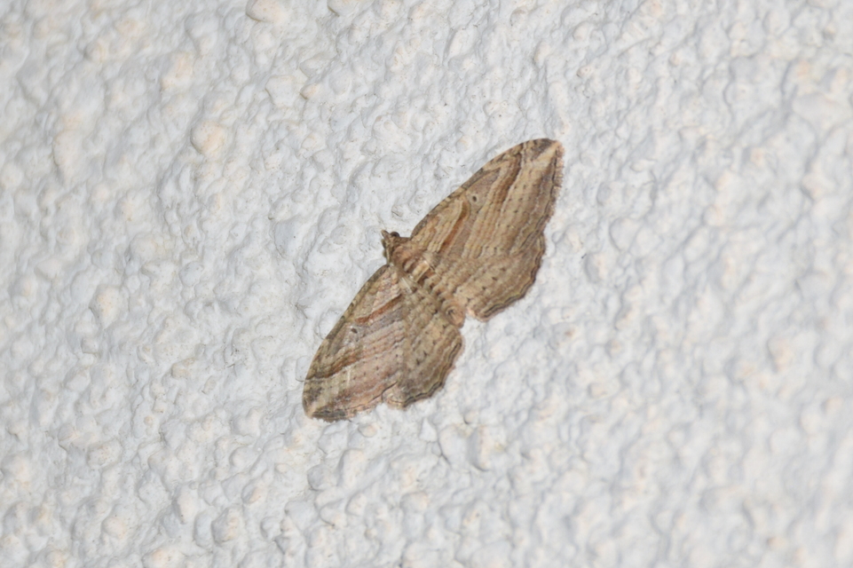 Costaconvexa polygrammata - soksávú araszoló