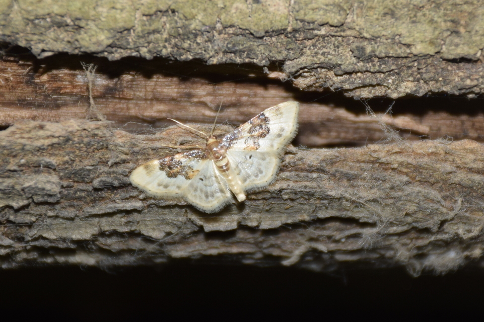 Idaea rusticata - tarka apróaraszoló