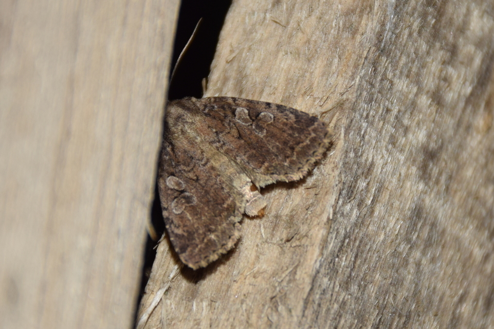 Apterogenum ypsillon - ipszilon-erdeibagoly