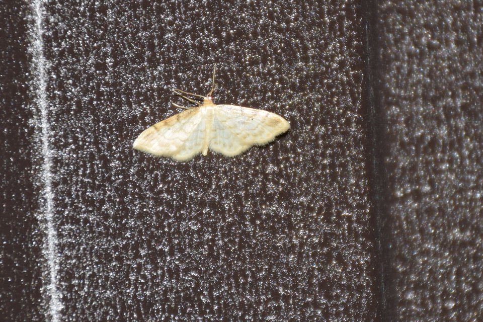 Idaea humiliata - vörösszélű apróaraszoló