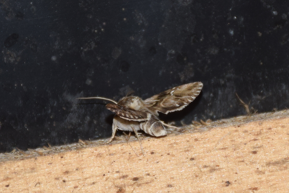 Calophasia lunula - gyújtoványfű-apróbagoly