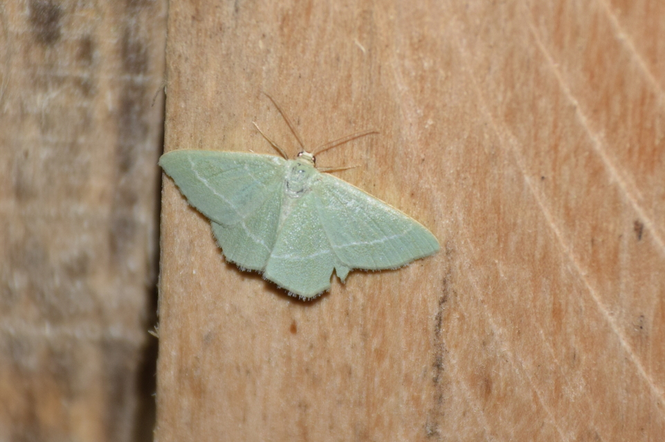 Chlorissa cloraria - sárgászöld araszoló