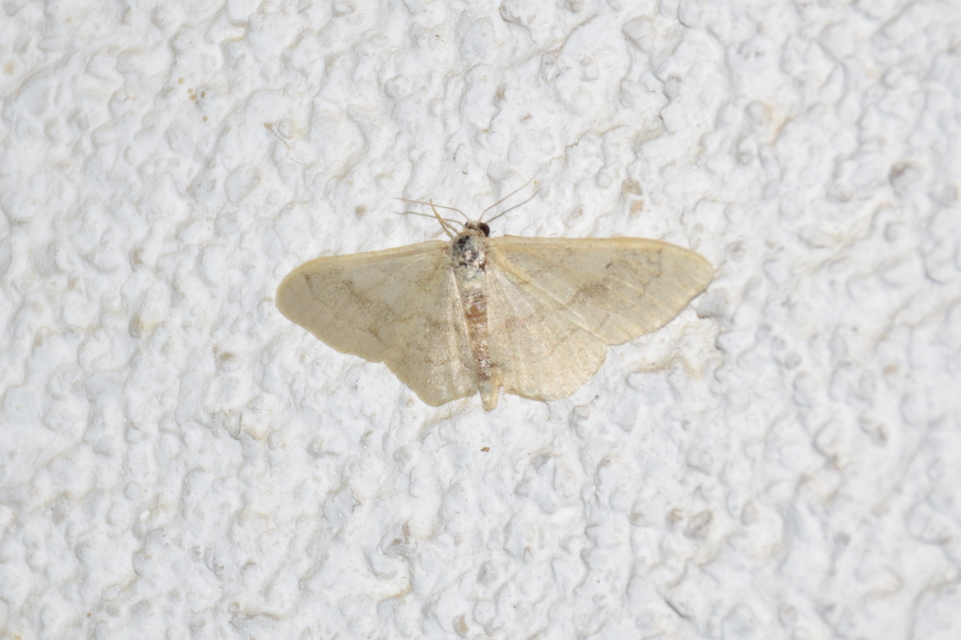 Idaea aversata - nagy sávosaraszoló