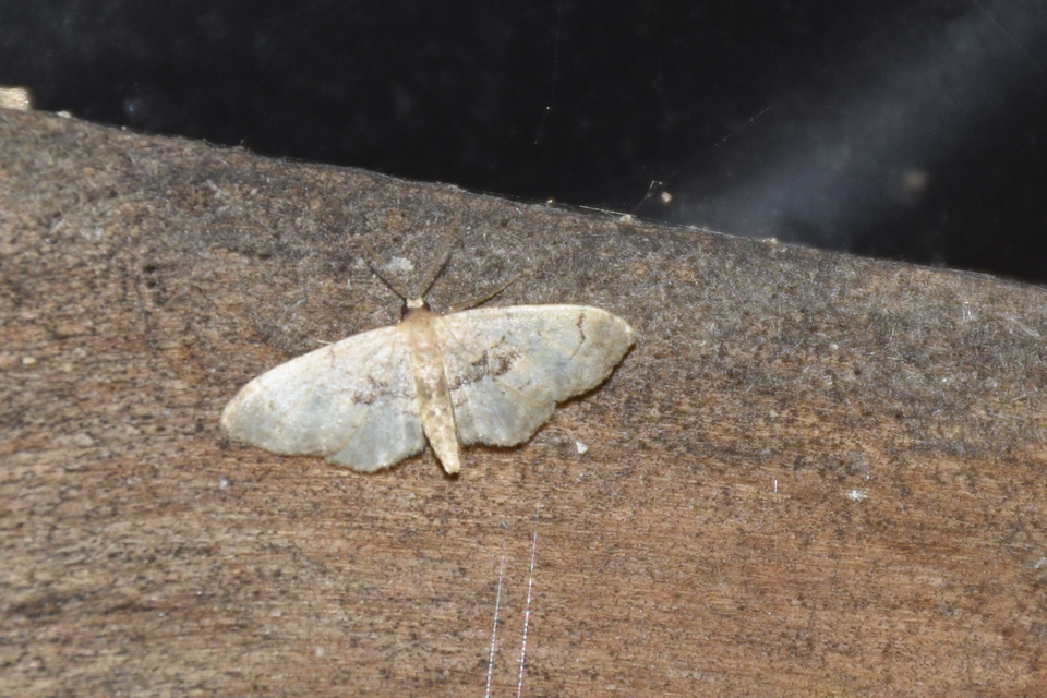 Idaea laevigata - sötétfoltos apróaraszoló