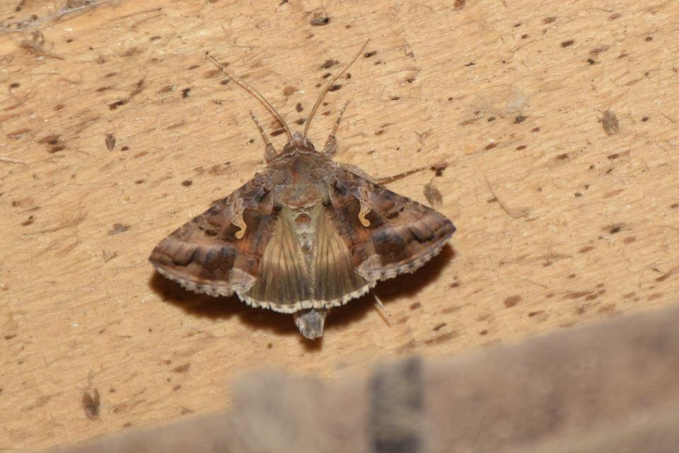 Autographa gamma - gammalepke