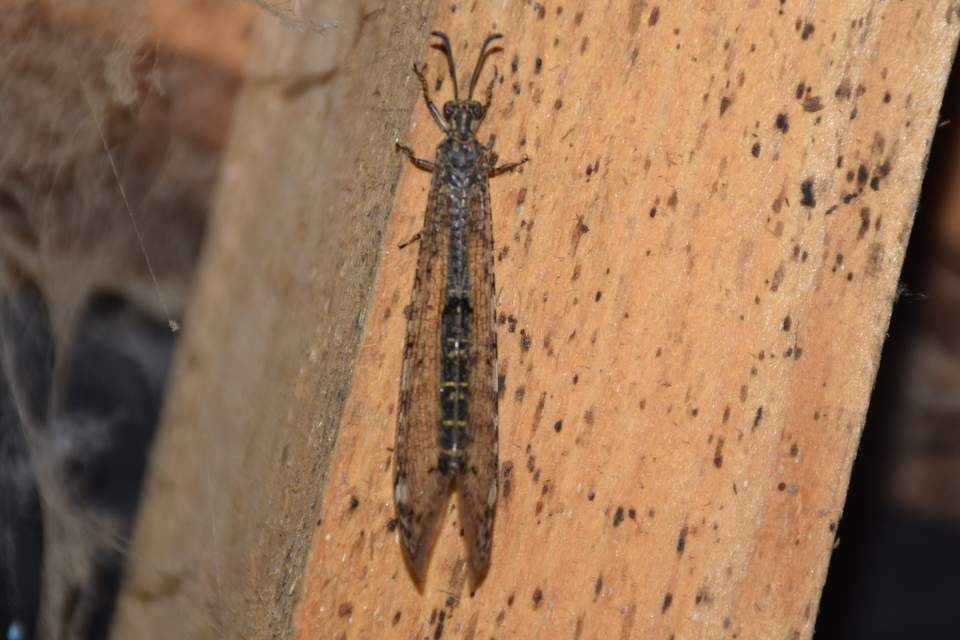 Distoleon tetragrammicus - négyfoltos hangyaleső