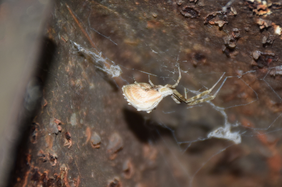 Uloborus walckenaerius - derespók
